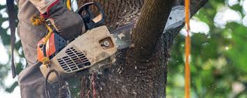 Best Stump Grinding and Removal  in Coconut Creek, FL