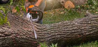 Best Tree Disease Treatment  in Coconut Creek, FL
