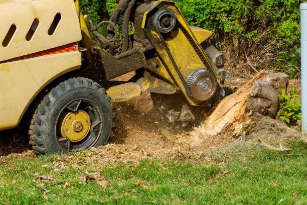 Best Aeration Services  in Coconut Creek, FL