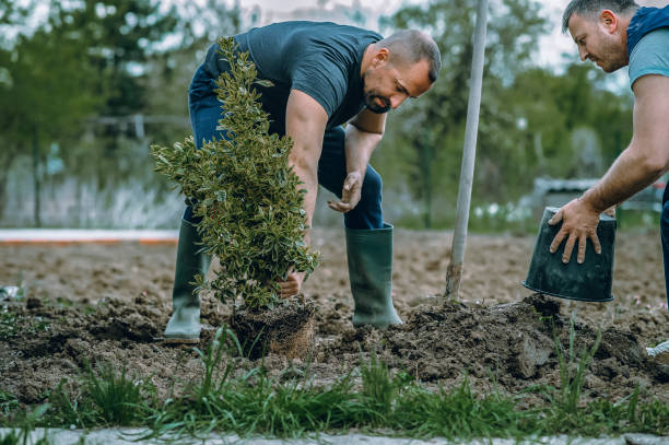 Professional Tree Services in Coconut Creek, FL