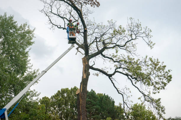 Best Storm Damage Tree Cleanup  in Coconut Creek, FL