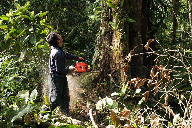 Best Leaf Removal  in Coconut Creek, FL