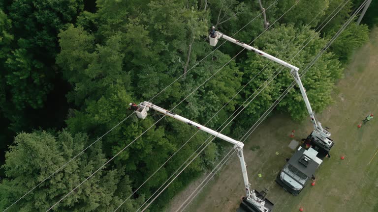 Best Hazardous Tree Removal  in Coconut Creek, FL