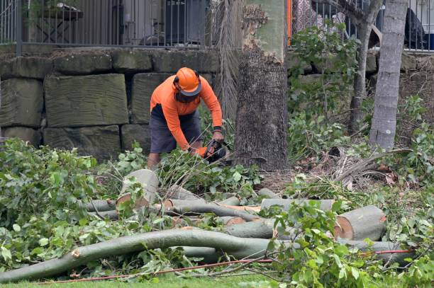 Best Utility Line Clearance  in Coconut Creek, FL